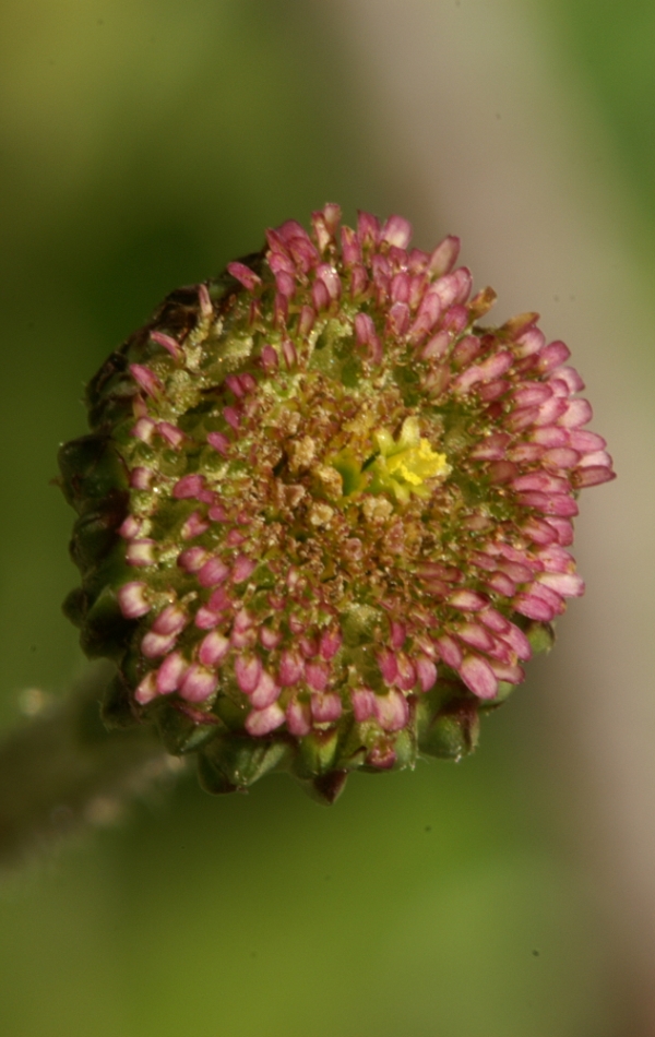Lagenifera huegelii
